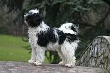 TERRIER DU TIBET 384